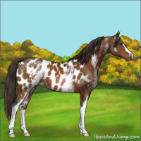 Horse Color:White Spotted Buckskin Appaloosa 