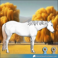 Horse Color:Gray Bay Dun Splash Appaloosa Rabicano