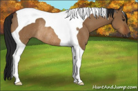 Horse Color:Gray Bay Dun Tobiano Rabicano