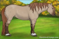 Horse Color:Liver Red Dun 