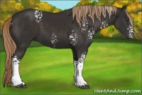 Horse Color:White Spotted Liver Chestnut