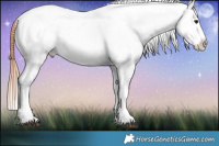 Horse Color:Bay Dun Appaloosa 