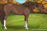 Horse Color:Liver Chestnut 