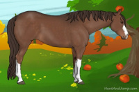 Horse Color:Liver Chestnut 