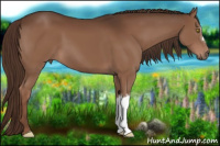 Horse Color:Liver Chestnut 
