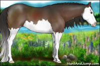 Horse Color:Liver Chestnut Splash 