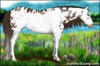 Horse Color:Liver Chestnut Splash Frame Appaloosa 