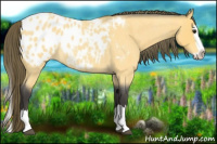 Horse Color:Buckskin Roan Splash Appaloosa 