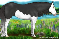 Horse Color:Liver Chestnut Splash