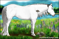 Horse Color:Gray Liver Red Dun Splash Tobiano 