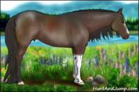 Horse Color:Liver Chestnut 