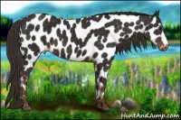 Horse Color:Liver Chestnut Leopard 