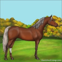 Horse Color:Silver Bay 