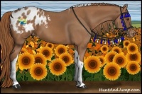 Horse Color:Chestnut Tobiano Blanket 