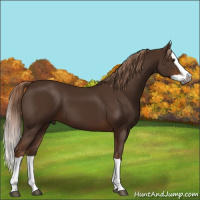 Horse Color:Gray Chestnut Splash 