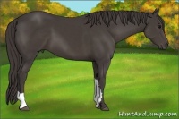 Horse Color:Smoky Black 