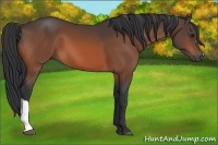Horse Color:Brown 