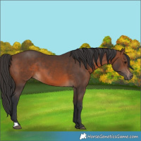 Horse Color:Brown 
