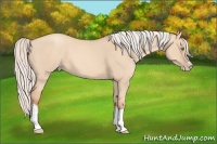 Horse Color:Silver Classic Champagne Dun Splash Frame 