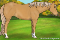 Horse Color:Palomino