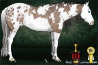 Horse Color:White Spotted Brown Dun Splash Appaloosa Rabicano 
