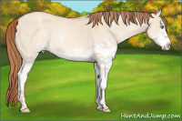 Horse Color:White Spotted Gold Champagne Dun Rabicano 