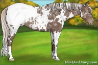 Horse Color:White Spotted Silver Black Ice Appaloosa 