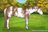 Horse Color:White Spotted Chestnut Sabino