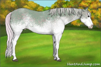 Horse Color:Watercolor White Spotted Silver Black Splash Rabicano