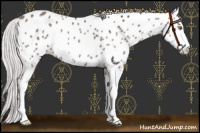 Horse Color:Chocolate Silver Black Chinchilla Sabino Appaloosa Rabicano 