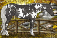 Horse Color:White Spotted Silver Smoky Black Chinchilla Rabicano