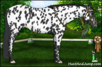 Horse Color:Black Appaloosa