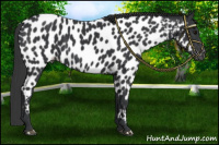 Horse Color:Black Near Leopard 