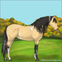 Horse Color:White Spotted Buckskin 