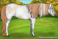 Horse Color:White Spotted Buckskin Pearl Sabino Appaloosa 