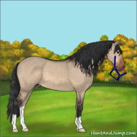 Horse Color:Bay Dun