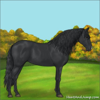Horse Color:Black 