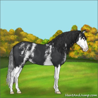 Horse Color:White Spotted Black Splash