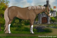 Horse Color:Chocolate Palomino 