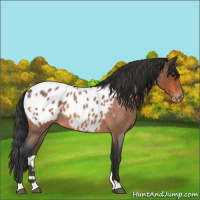 Horse Color:Bay Roan Appaloosa