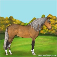 Horse Color:Silver Buckskin 