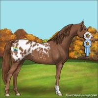 Horse Color:Chestnut Appaloosa 
