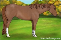 Horse Color:Red Roan 