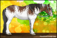 Horse Color:White Spotted Bay 