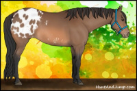 Horse Color:Bay Appaloosa 