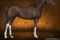 Horse Color:Liver Chestnut 