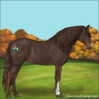 Horse Color:Liver Chestnut 