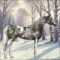 Horse Color:White Spotted Liver Chestnut Mushroom