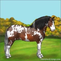 Horse Color:White Spotted Bay Splash Blanket 