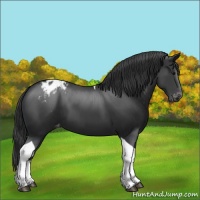 Horse Color:Black Sabino Tobiano Blanket
